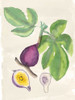 Watercolor Fruit I Poster Print - Naomi McCavitt