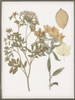 Book-Pressed Flowers II Poster Print - Jennifer Goldberger