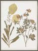 Book-Pressed Flowers I Poster Print - Jennifer Goldberger