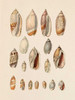 Cone Shell Display I Poster Print - Jennifer Goldberger