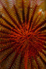 Destiny - S. Raja Ampat, Indonesia Poster Print - Beverly Factor