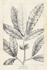 Vintage Laurel Oak Tree Poster Print - Thomas Nuttall