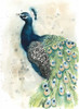 Watercolor Peacock Portrait II Poster Print - Grace Popp