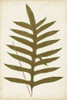 Fern Family VIII Poster Print - Lowe