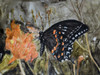 Butterfly in Nature IV Poster Print - B. Lynnsy