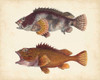 Antique Fish Species II Poster Print - Unknown