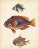 Antique Fish Species IV Poster Print - Unknown