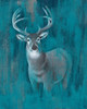 Contemporary White-Tail I Poster Print - Grace Popp
