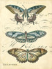 Custom Butterfly Ephemera I