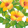 Watercolor Hibiscus III Poster Print - Tim OToole