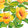 Watercolor Hibiscus IV Poster Print - Tim OToole Watercolor Hibiscus IV Poster Print - Tim OToole