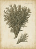 Small Esper Antique Coral III Poster Print - Johann Esper