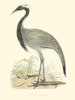 Small Morris Crane II Poster Print - Morris