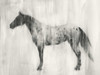 Appaloosa Study II Poster Print - Ethan Harper