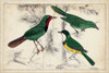 Tropical Bird Trio I Poster Print - Unknown
