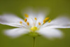 Softly Stitchwort Poster Print - Mandy Disher