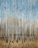 Dusty Blue Birches II Poster Print - Tim OToole