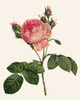 Redoutes Rose I Poster Print - Pierre Redoute