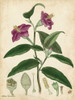Antique Hibiscus Poster Print - Henry Andrews