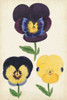 Antique Pansies I Poster Print - Unknown