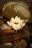 Lily Pad Duo II Poster Print - Rachel Perry