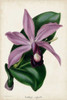 Plum Orchid Poster Print - Paxton