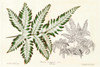 Fern Leaf Foliage II Poster Print - Stroobant