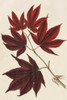 Japanese Maple Leaves III Poster Print - Stroobant