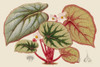 Begonia Varieties IV Poster Print - Stroobant