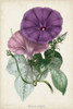 Plum Morning Glory Poster Print - Paxton