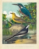 King-fisher and Wagtails Poster Print - Cassell