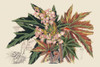Begonia Varieties I Poster Print - Stroobant