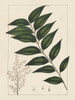 Silva Leaves III Poster Print - John Silva