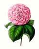 Grand Blooms VI Poster Print - Unknown