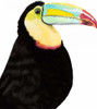 Watercolor Toucan Poster Print - Naomi McCavitt