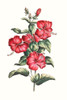 Flowering Hibiscus III Poster Print - Unknown