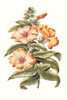 Flowering Hibiscus I Poster Print - Unknown