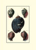 Custom Sea Shell VII Poster Print - Diderot