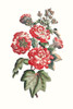 Flowering Hibiscus IV Poster Print - Unknown