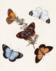 Butterflies and Moths IV Poster Print - Unknown
