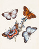 Butterflies and Moths III Poster Print - Unknown