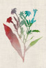 Watercolor Plants II Poster Print - Naomi McCavitt