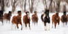 Snow Run I Poster Print - PHBurchett