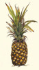 Pineapple Study II (ASH) Poster Print - Michael Willett ()