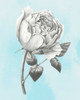 Graphite Rose II Poster Print - Grace Popp