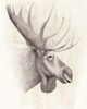 American Wilderness IV Poster Print - Grace Popp