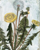 Dandelion Patina II Poster Print - Naomi McCavitt