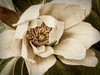 Classic Magnolia I Poster Print - Rachel Perry