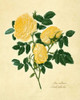 Double Yellow Rose Poster Print - Mary Lawrence