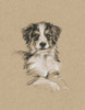 Breed Sketches IV Poster Print - Ethan Harper